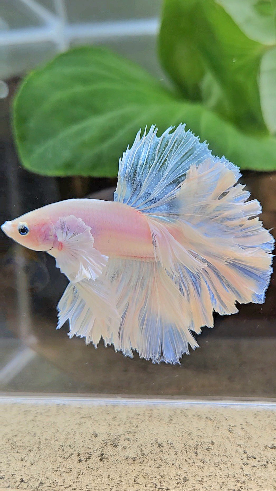 LUXURY KING FEATHER TAIL HALFMOON DUMBO EAR WHITE OPAQUE BETTA FISH