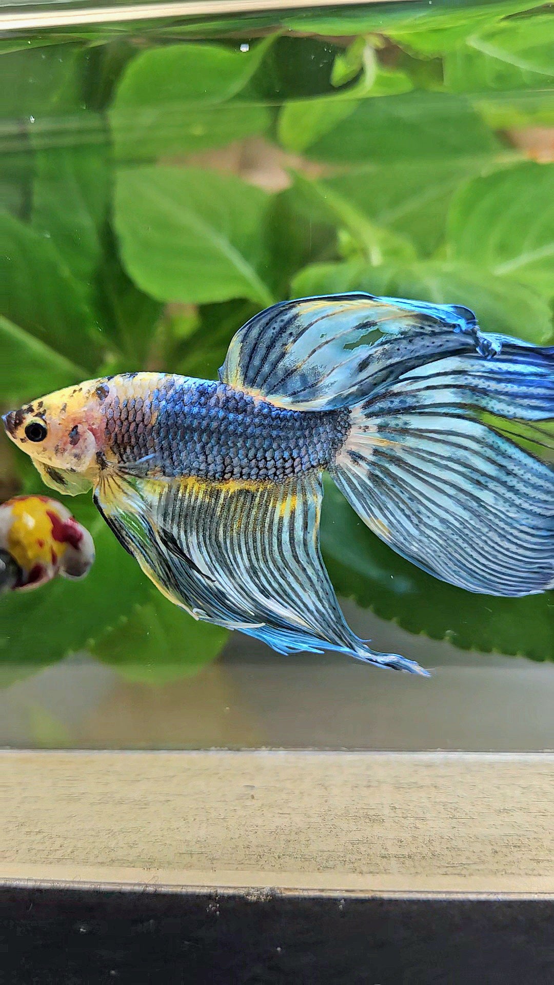 VEILTAIL DELTA YELLOW BLUE FANCY MULTICOLOR BETTA FISH
