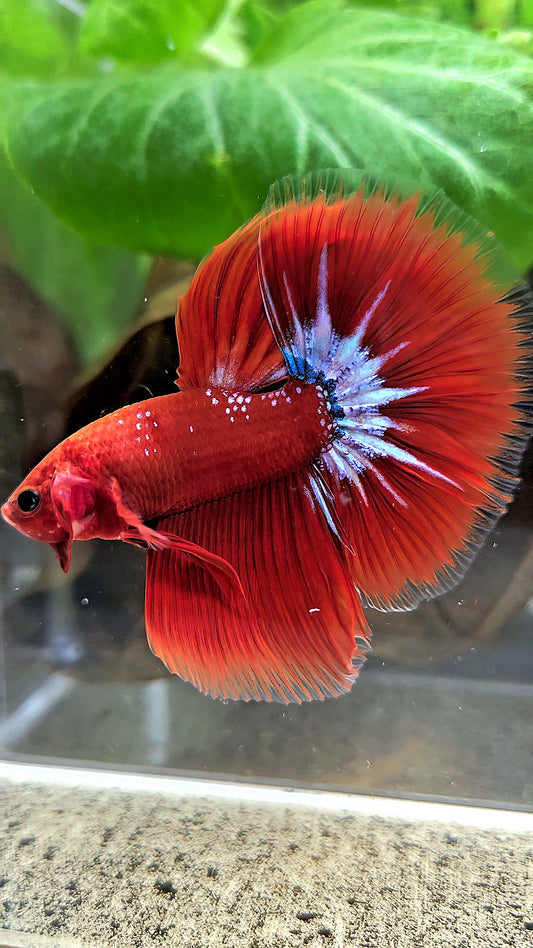 HALFMOON ROSETAIL STARTAIL RED HELLBOY BETTA FISH