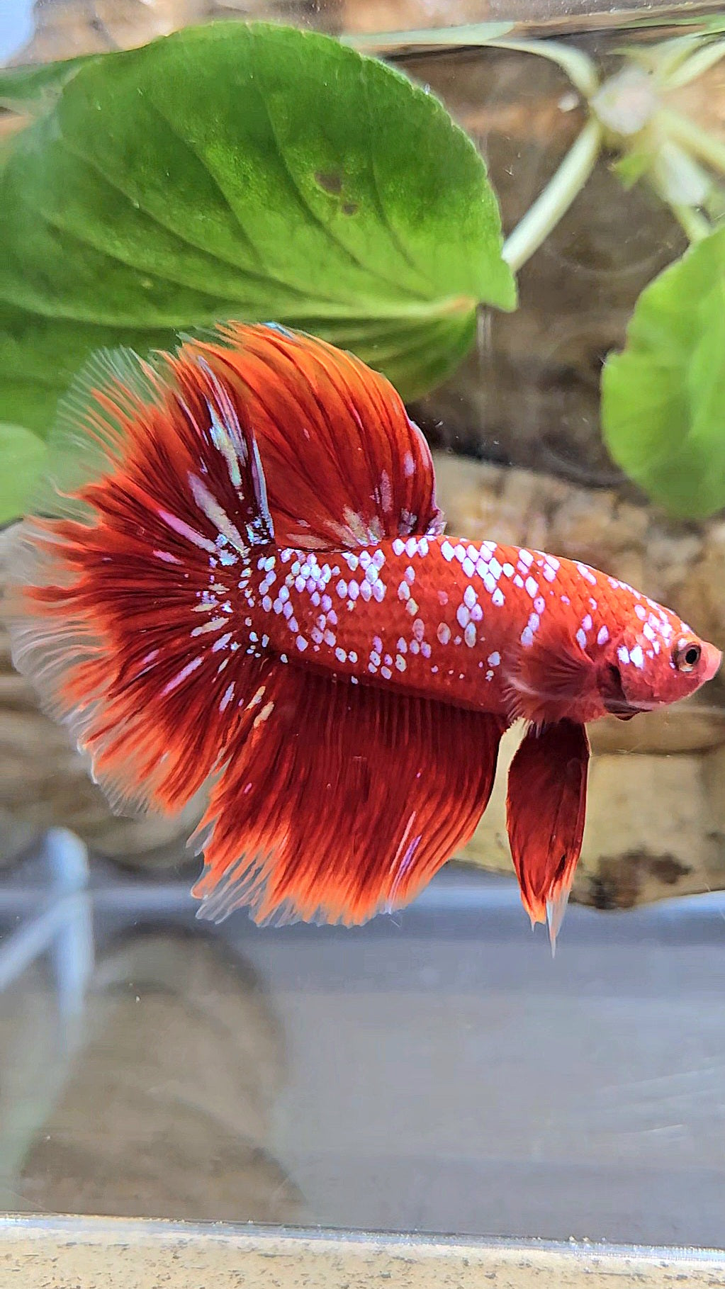 LUXURY HALFMOON ROSETAIL RED PURPLE SUPER GALAXY RPG BETTA FISH