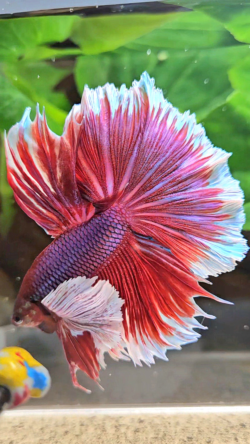 XL HALFMOON SUPER DUMBO EAR ROSETAIL PURPLE MAGENTA BETTA FISH
