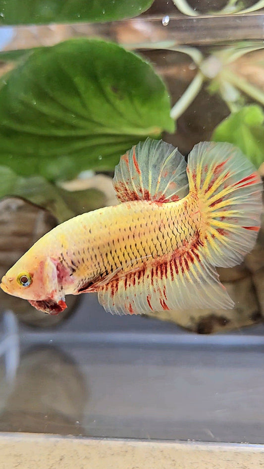 PLAKAT SUPER VANDA YELLOW BETTA FISH