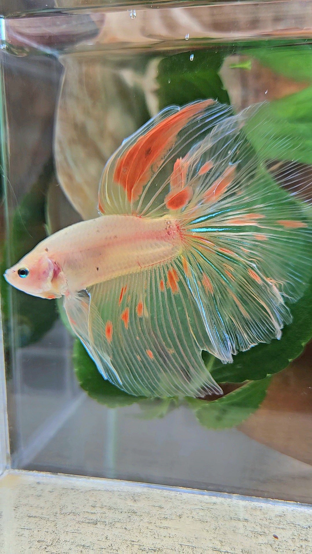 HALFMOON ROSETAIL KOI ARMAGEDDON BETTA FISH