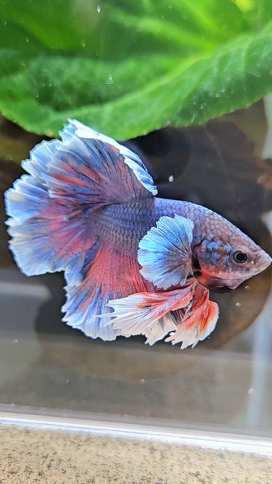KING FEATHER TAIL HALFMOON PURPLE BETTA FISH
