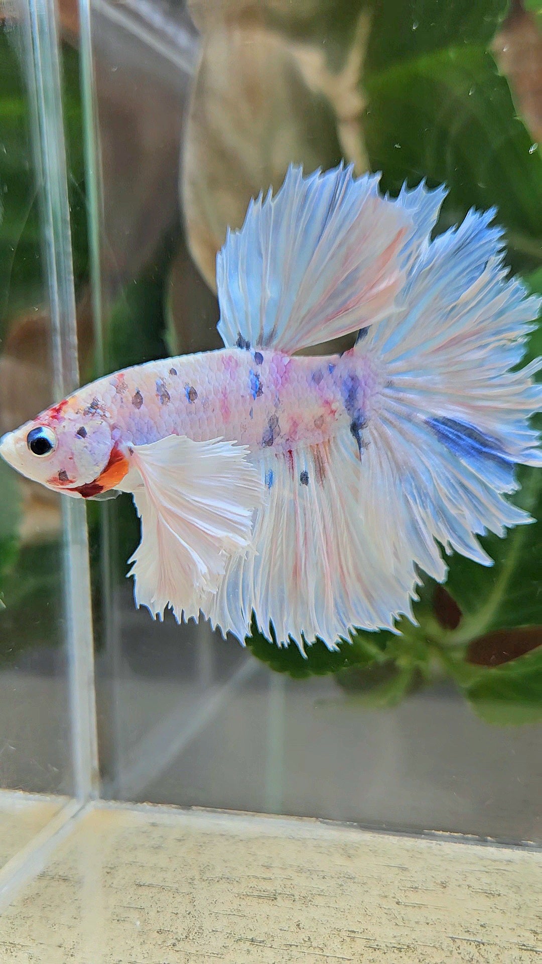 HALFMOON DUMBO EAR ROSETAIL WHITE CANDY MULTICOLOR BETTA FISH