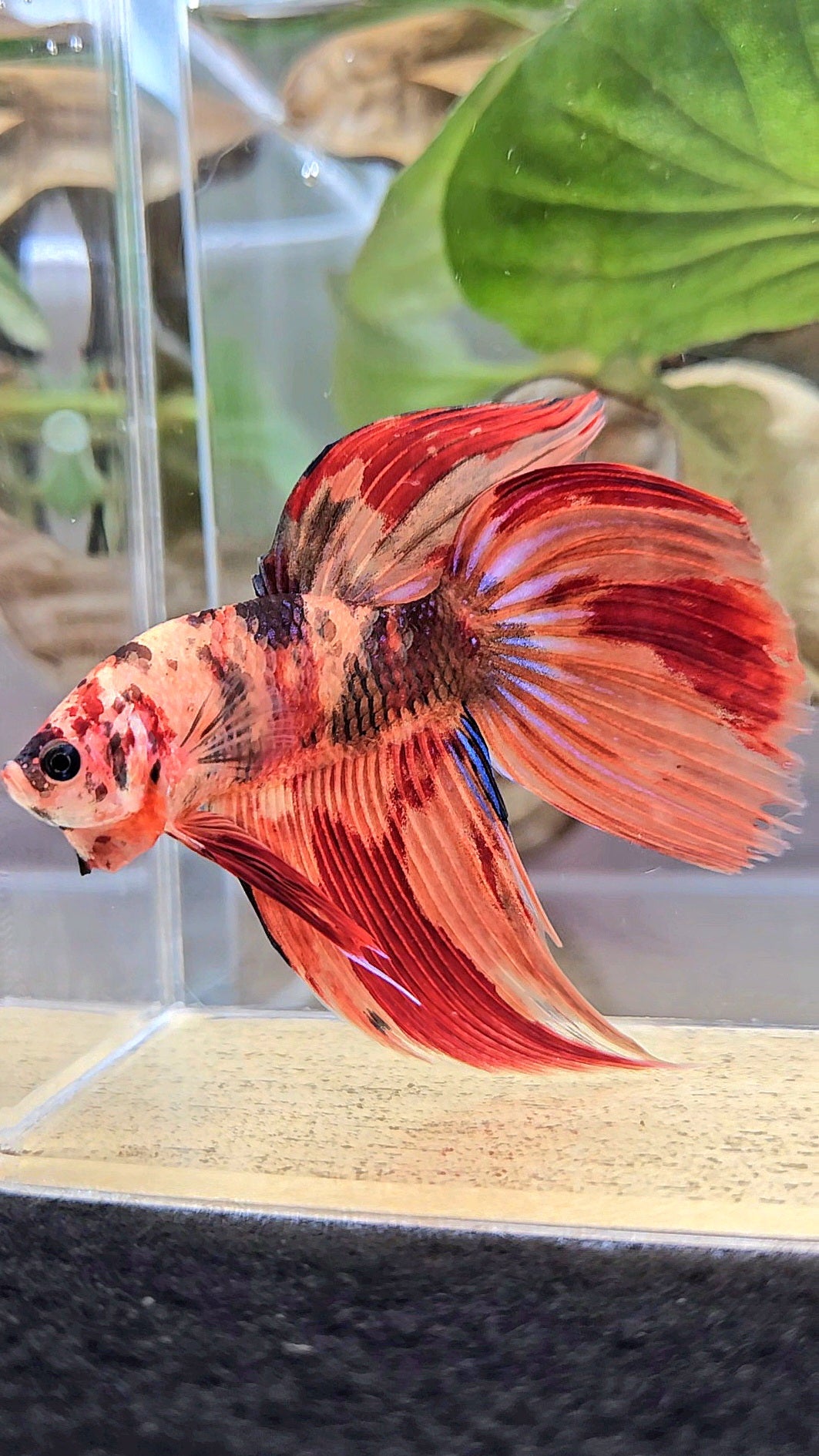 VEILTAIL NEMO LEOPARD MULTICOLOR BETTA FISH