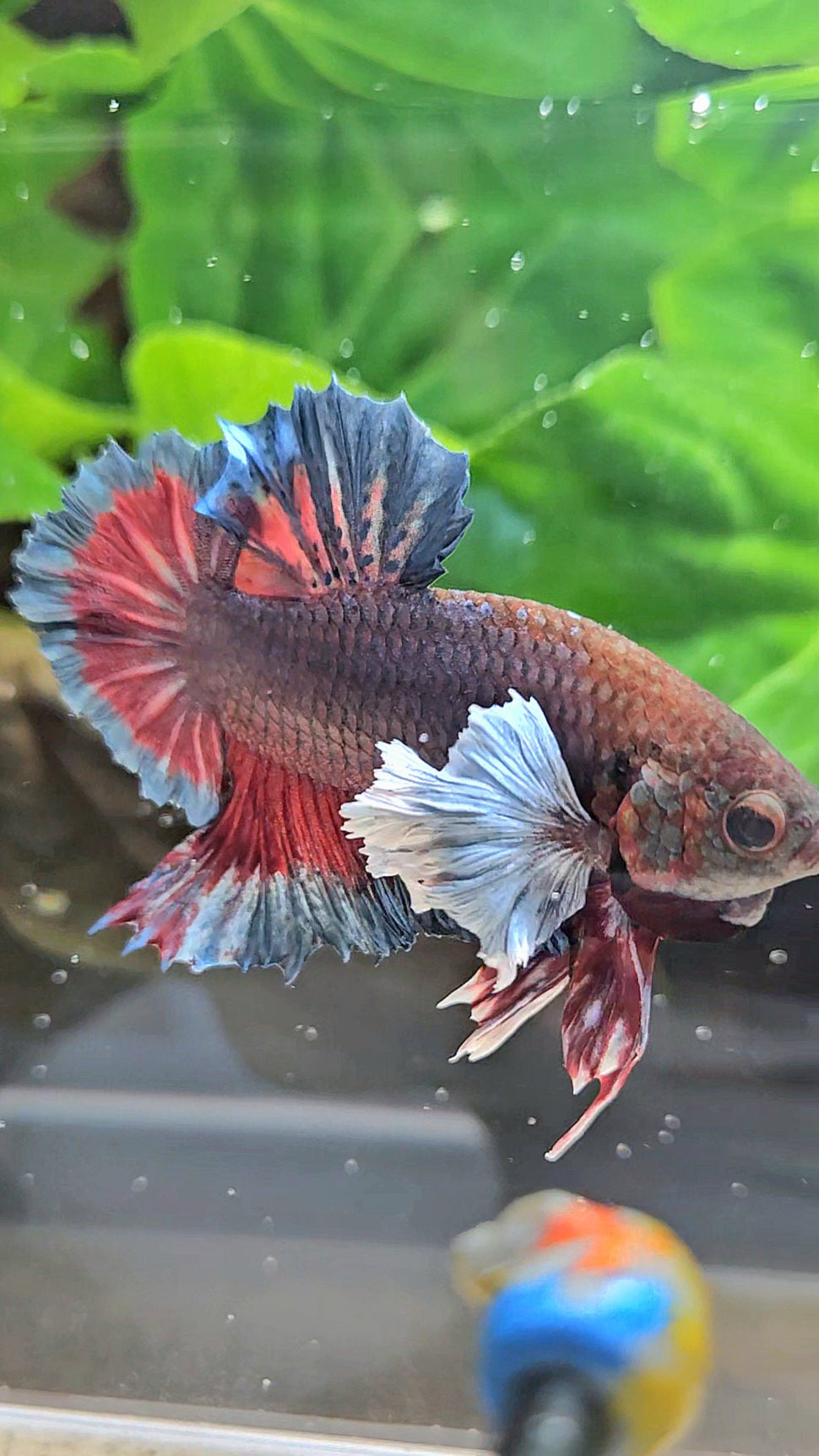 PLAKAT SUPER DUMBO EAR DARK BLUE BETTA FISH