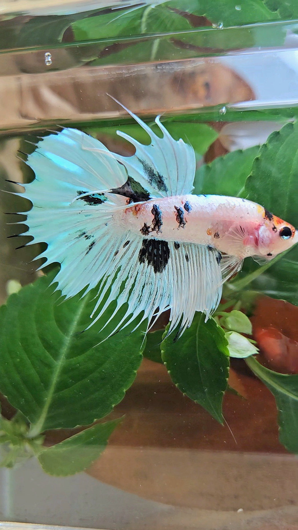 CROWNTAIL HALFMOON WHITE PANDA BLACK SPLASH BETTA FISH