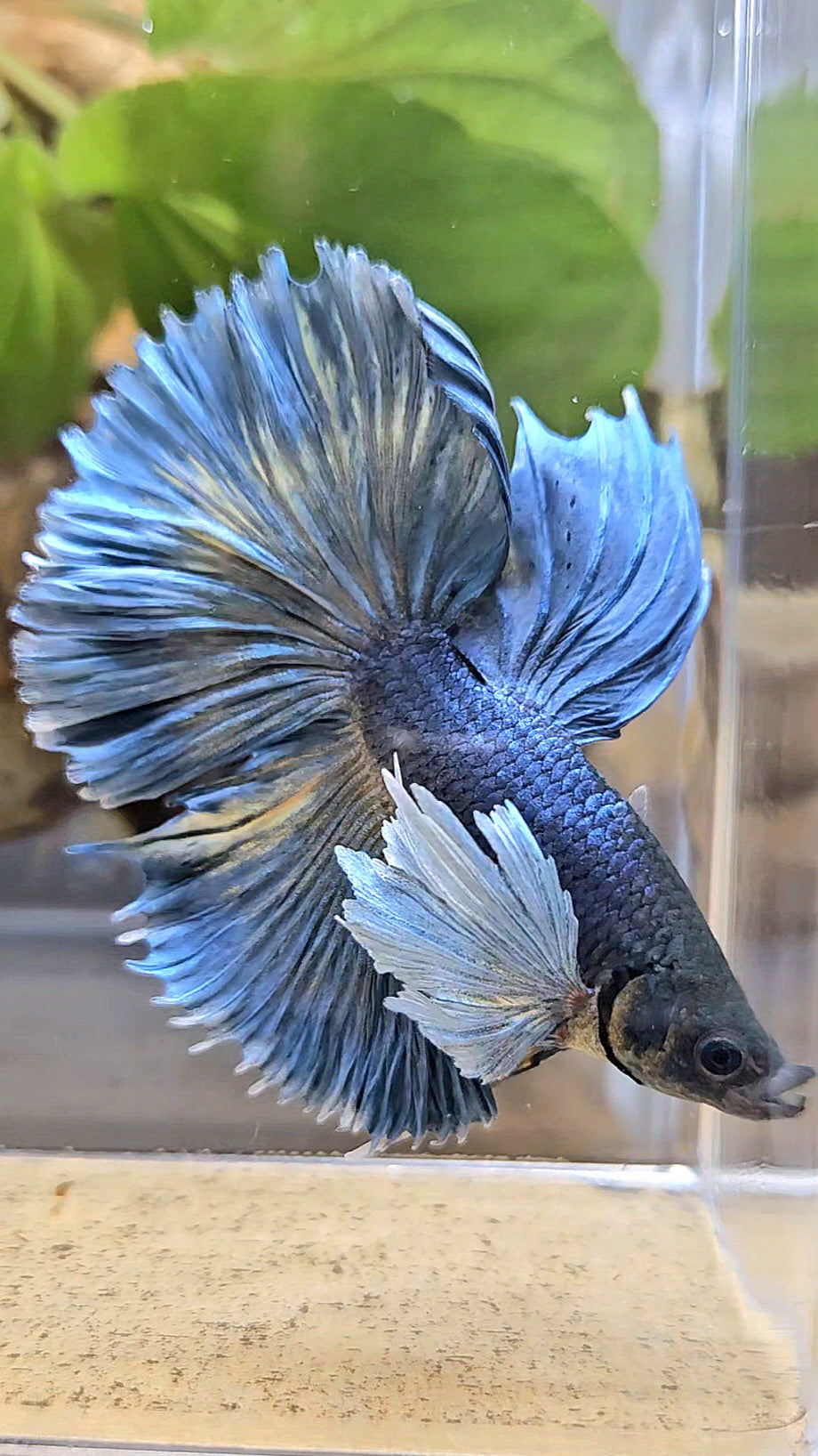 HALFMOON ROSETAIL DUMBO EAR BLUE GRAY MUSTARD BETTA FISH