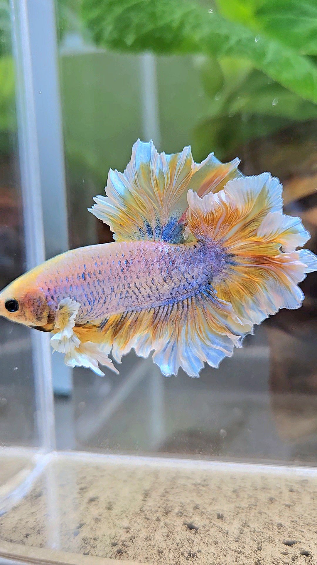 HALFMOON FEATHER TAIL YELLOW MASCOT BUTTERFLY BETTA FISH