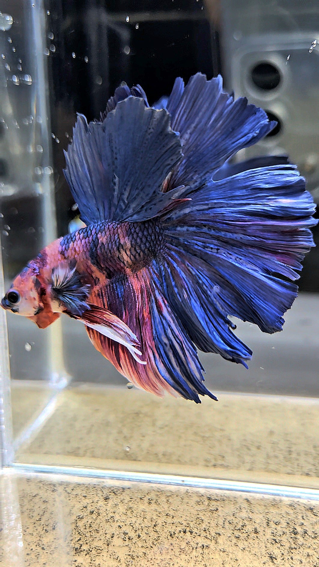 HALFMOON ROSETAIL PURPLE BLUE FANCY MULTICOLOR BETTA FISH