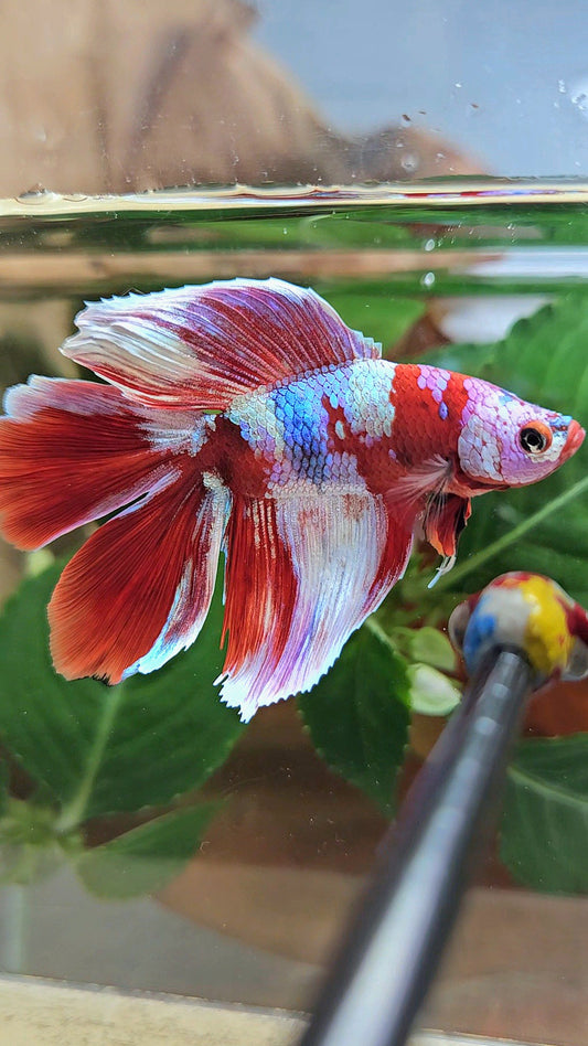 HALFMOON DOUBLE TAIL BARONGSAI RED WHITE GALAXY MULTICOLOR BETTA FISH