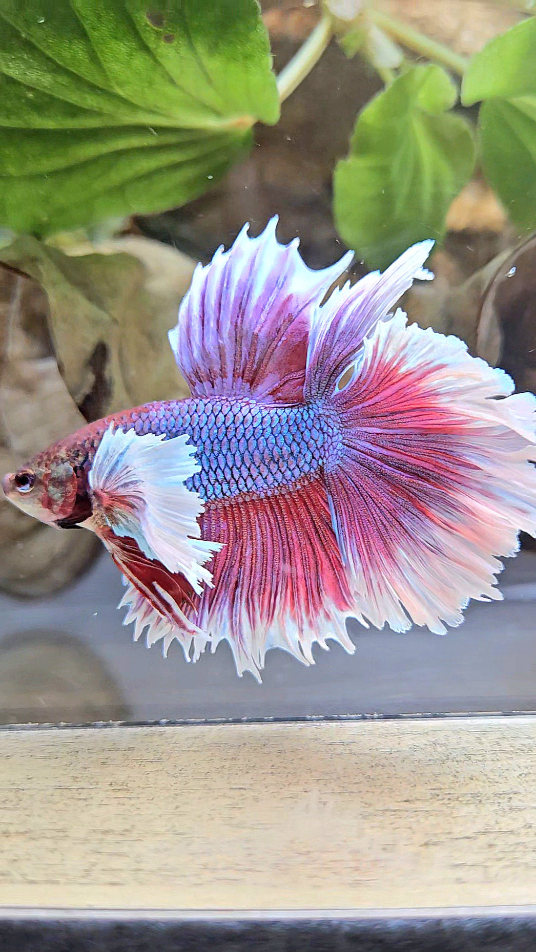 LUXURY HALFMOON DUMBO EAR DOUBLE TAIL PURPLE BUTTERFLY UNICORN BETTA FISH
