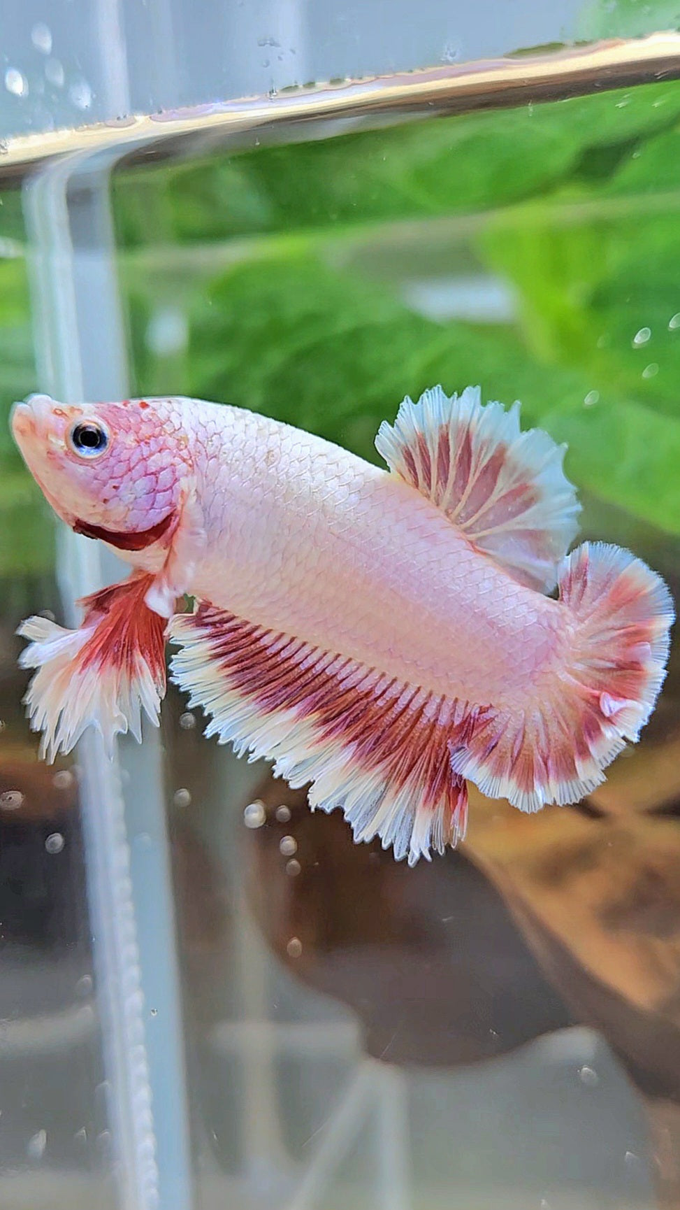 KING FEATHER TAIL PLAKAT PEACH BUTTERFLY BETTA FISH