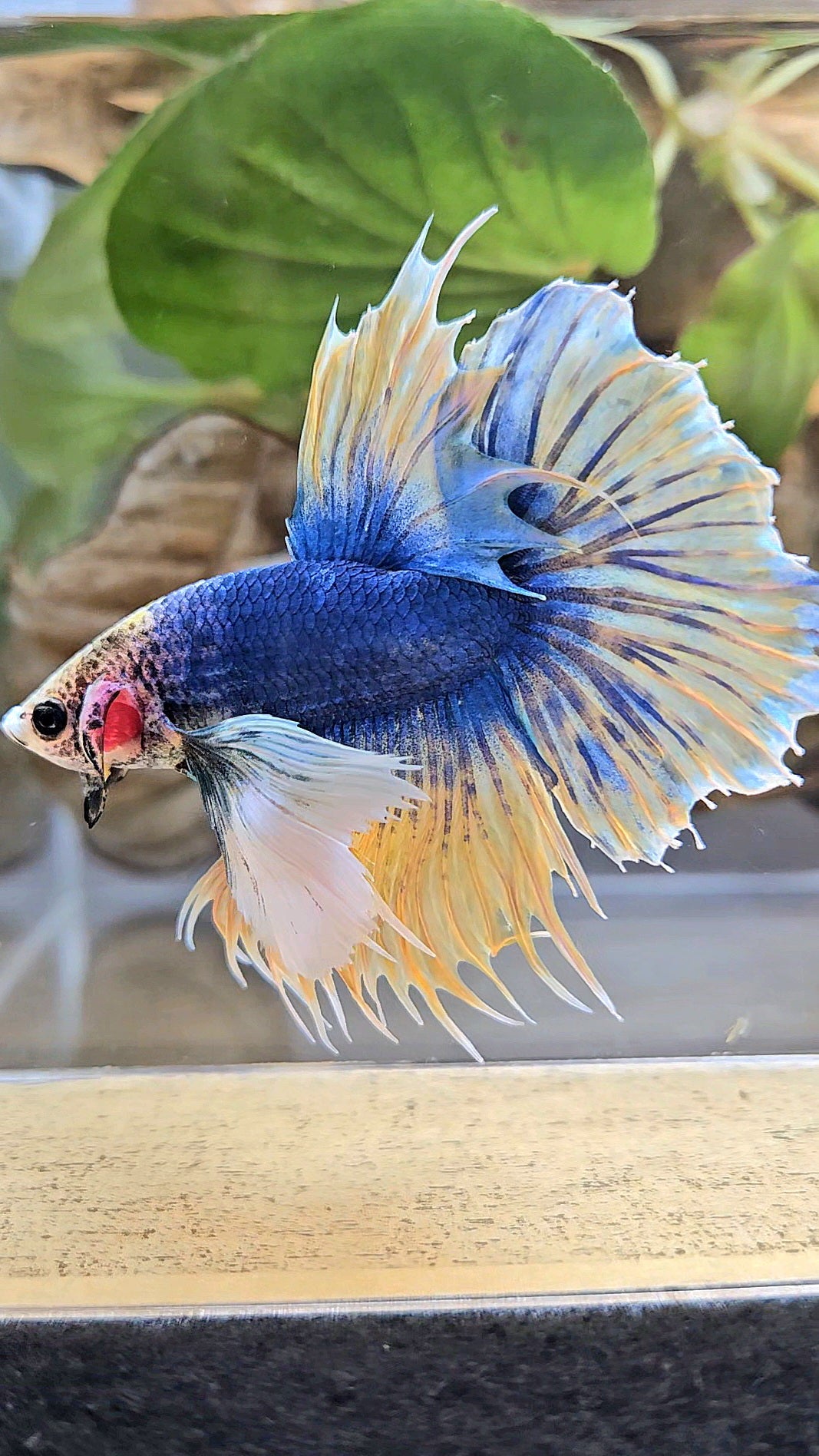 HALFSUN SUPER DUMBO EAR YELLOW BLUE MASCOT BETTA FISH