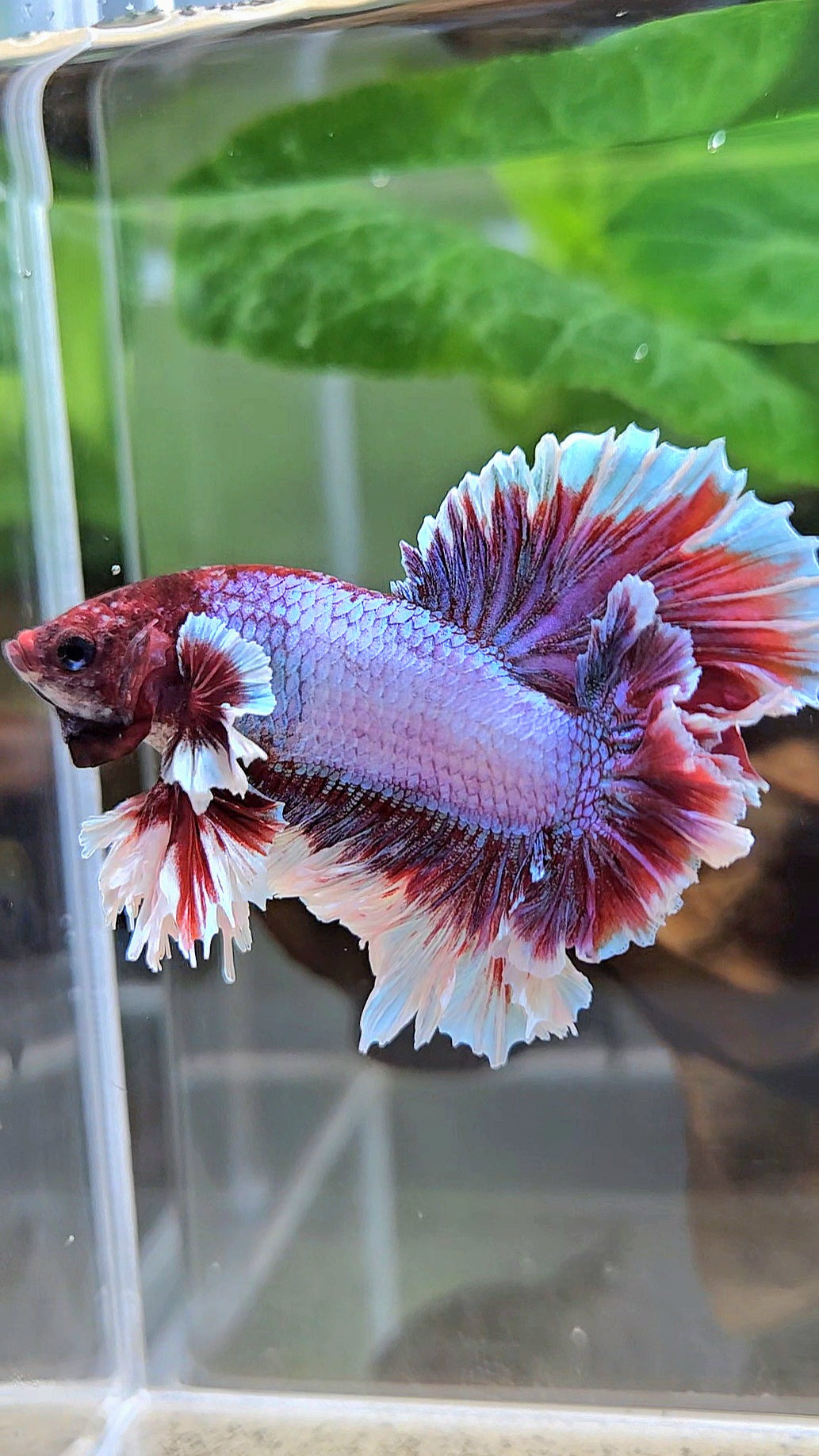 KING FEATHER TAIL HALFMOON PURPLE BETTA FISH