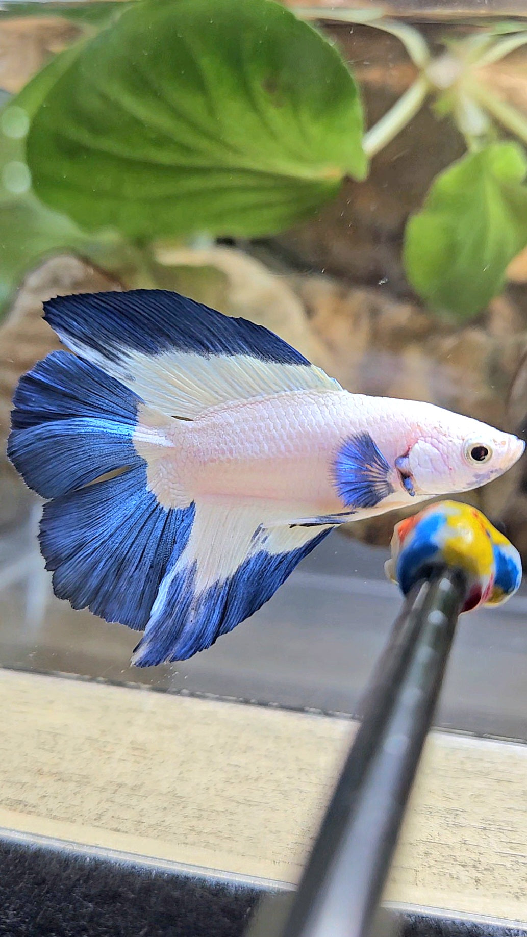 HALFMOON DOUBLE TAIL BLUE RIM BETTA FISH