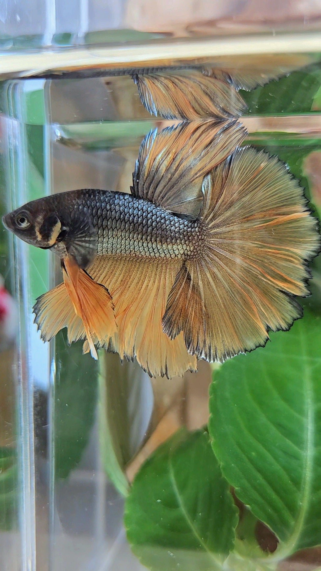 HALFMOON ROSETAIL YELLOW COPPER MUSTARD GAS BETTA FISH