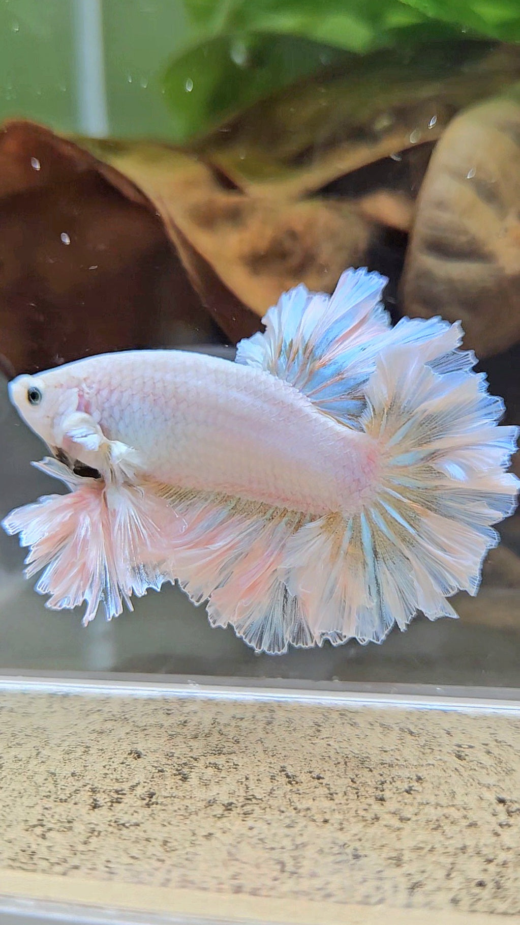 LUXURY KING FEATHER TAIL HALFMOON WHITE YELLOW WASH BETTA FISH