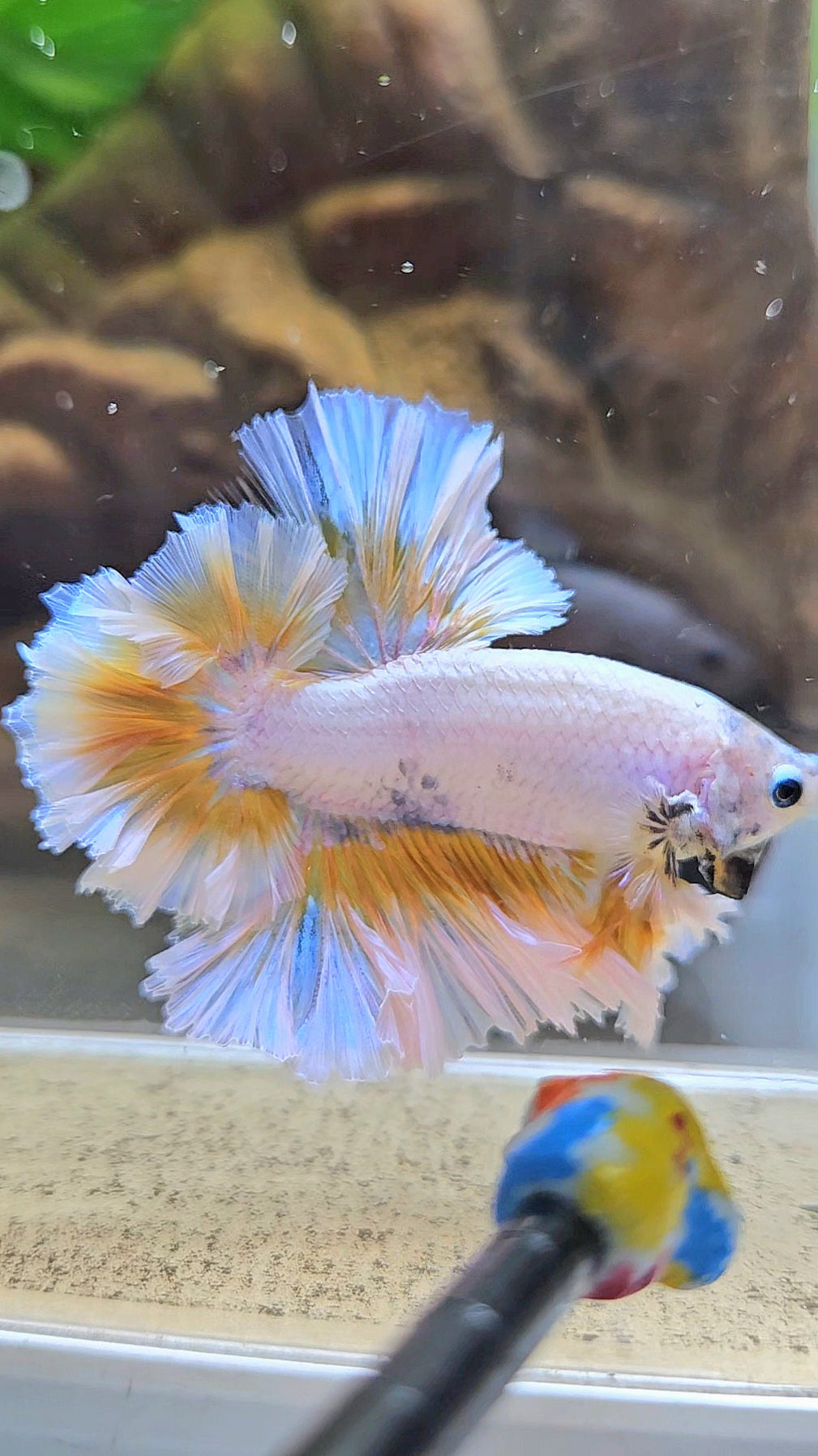 LUXURY KING FEATHER TAIL HALFMOON YELLOW PEACH BETTA FISH