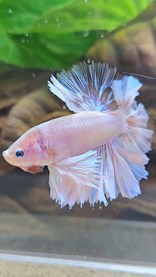 KING FEATHER TAIL HALFMOON WHITE CELLOPHANE BETTA FISH