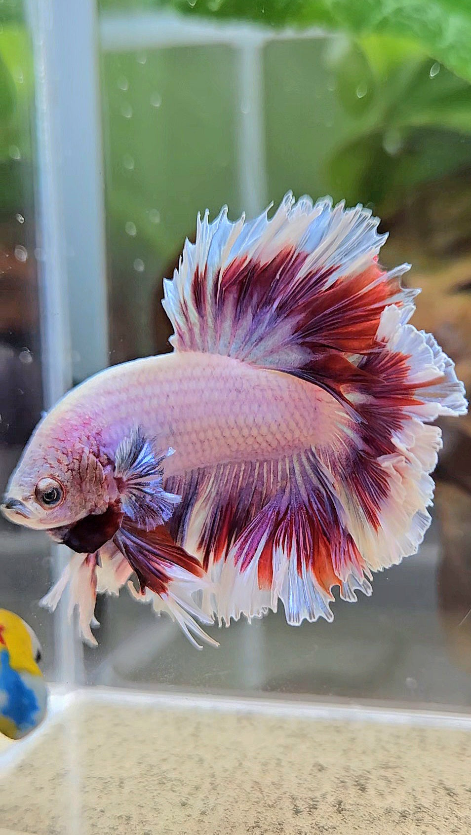 KING FEATHER TAIL HALFMOON PURPLE BUTTERFLY BETTA FISH