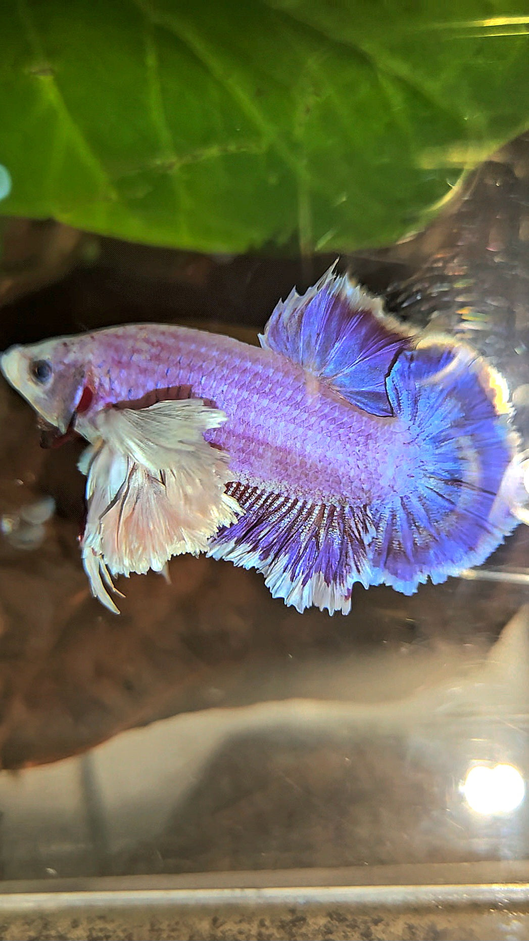 PLAKAT SUPER ROSE EAR PURPLE UNICORN BETTA FISH
