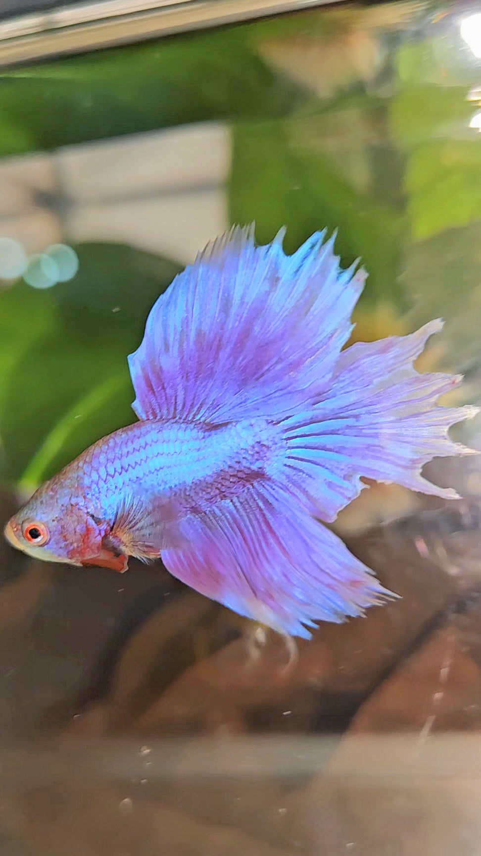 BONSAI HALFMOON SUPER PURPLE UNICORN BETTA FISH
