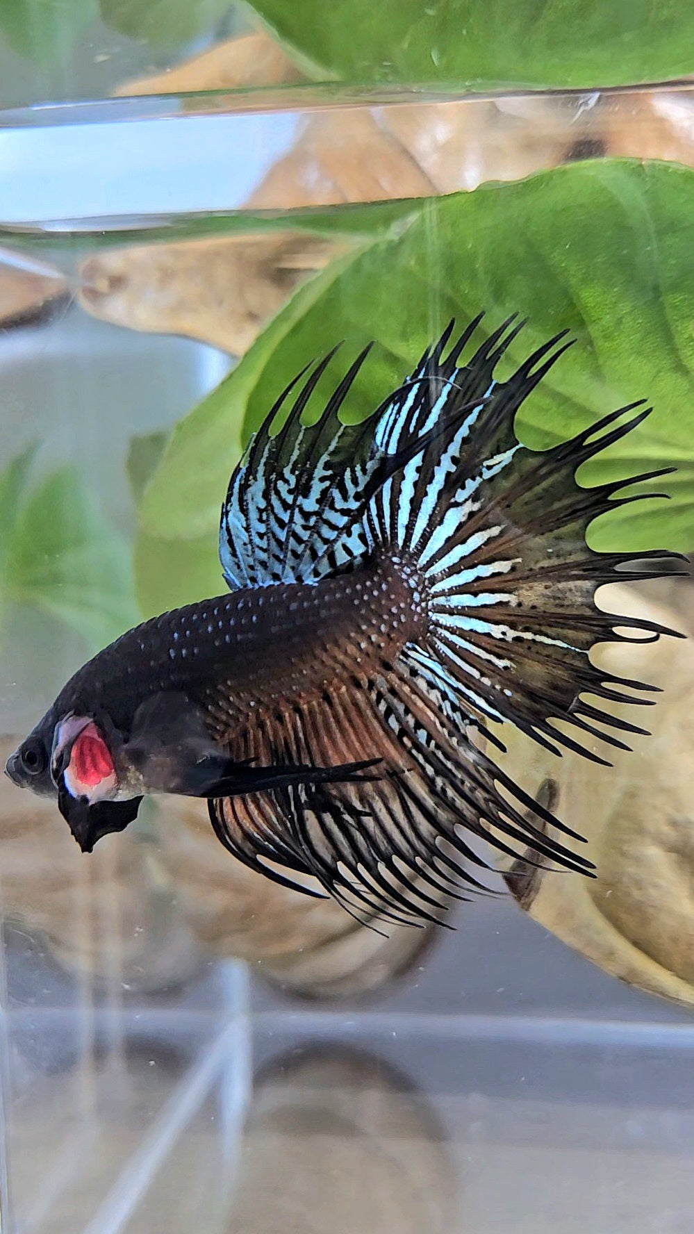 CROWNTAIL DARK ORANGE SPENDENS HYBRID WILD BETTA FISH