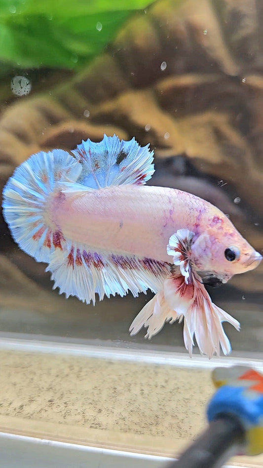 KING FEATHER PLAKAT WHITE FANCY BETTA FISH