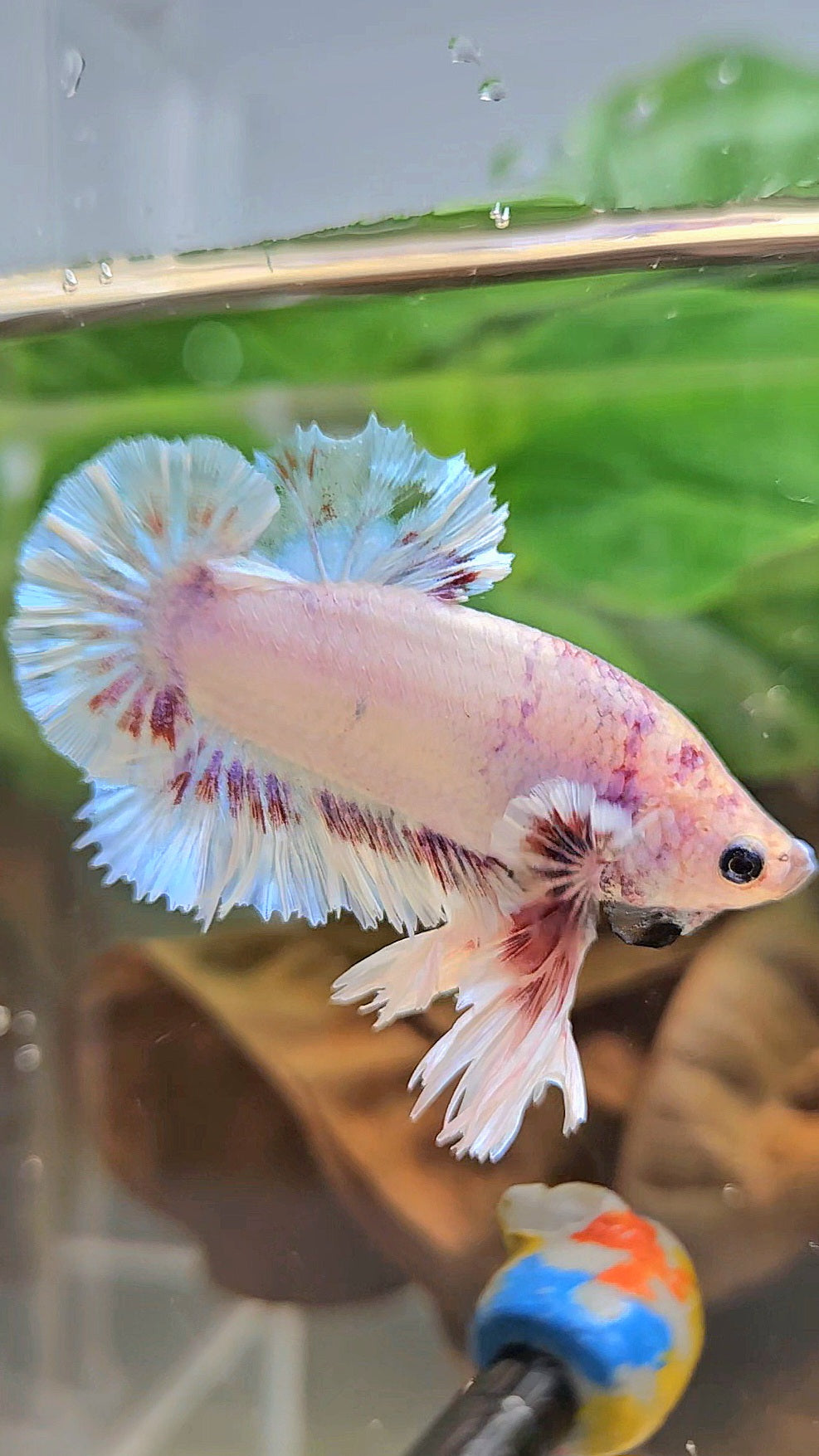 KING FEATHER PLAKAT WHITE FANCY BETTA FISH