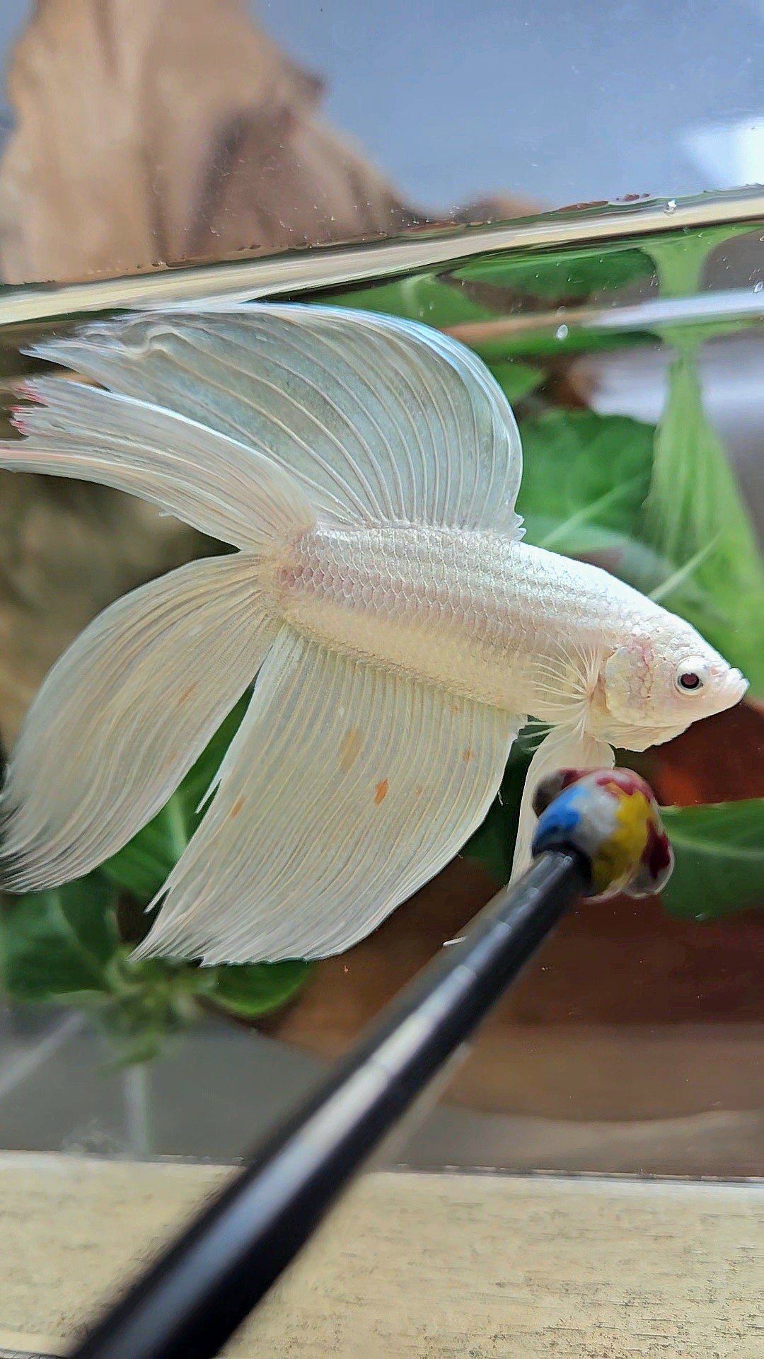 VEILTAIL DOUBLE TAIL SOFT GOLD PLATINUM ORANGE WASH BETTA FISH