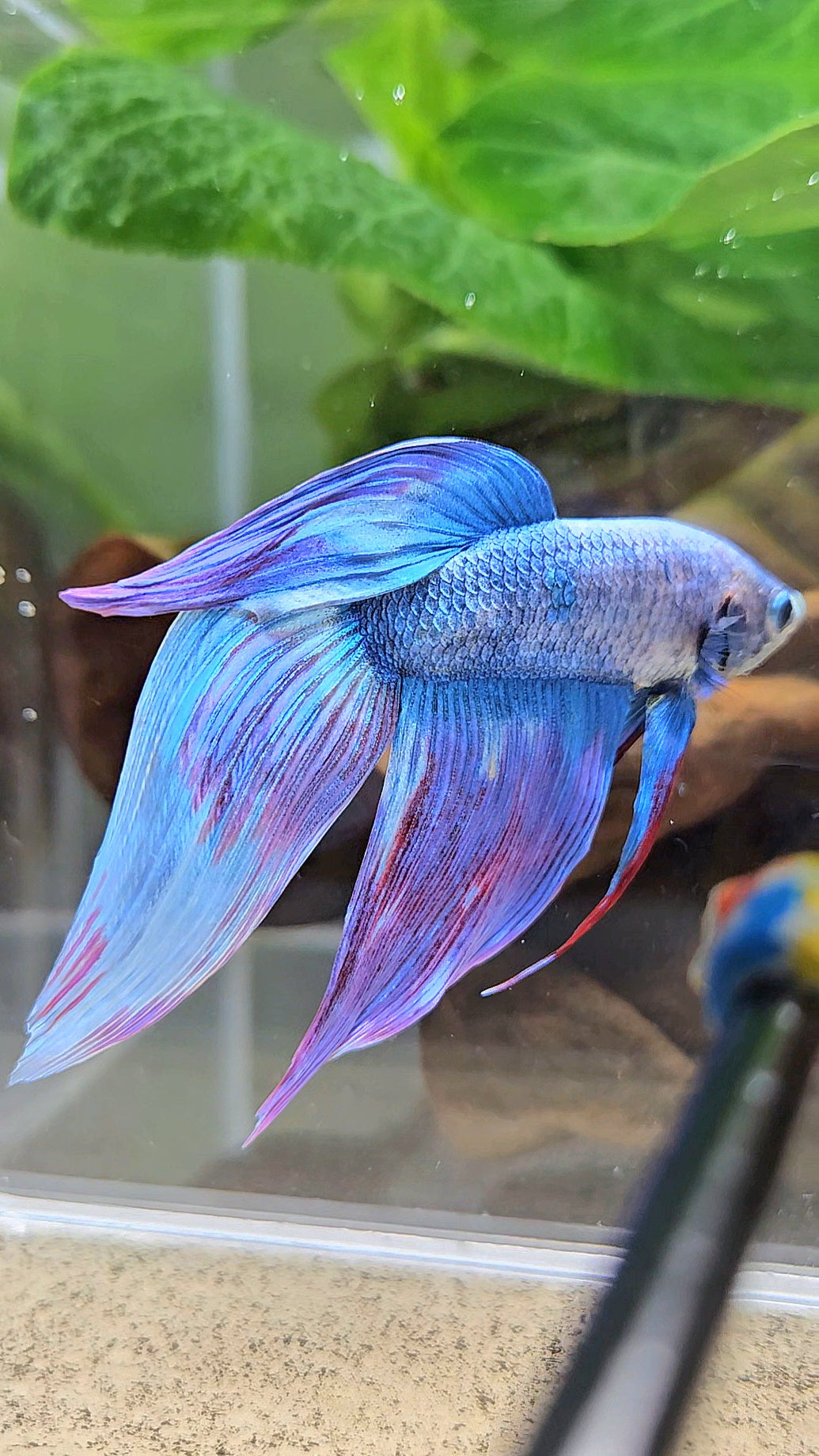 VEILTAIL WAROCHAI PURPLE MASCOT PATTERN BETTA FISH