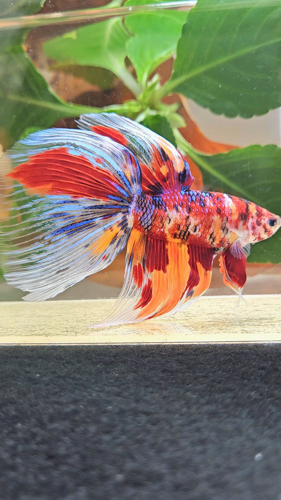 GIANT HALFMOON TOTAL 8,5CM+ FANCY FIRE MULTICOLOR BETTA FISH