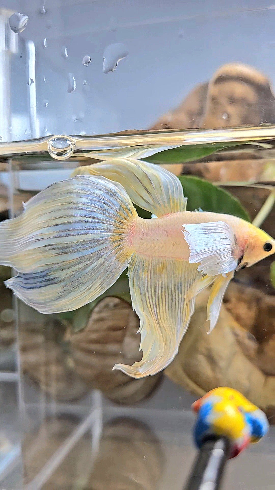 XXL VEILTAIL DUMBO EAR YELLOW SOFTGOLD BETTA FISH