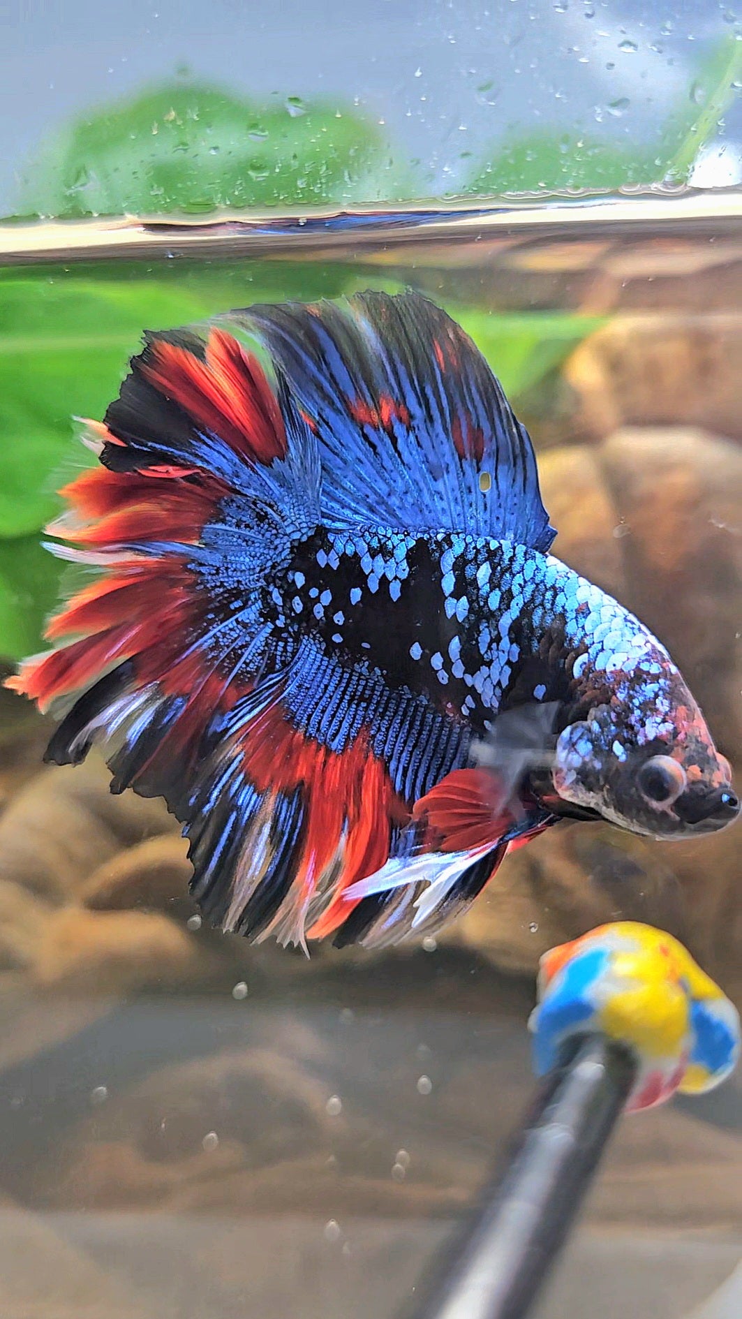 LUXURY HALFMOON DOUBLE TAIL ROSETAIL BLACK GALAXY AVATAR BLUE VAMPIRE PATTERN BETTA FISH