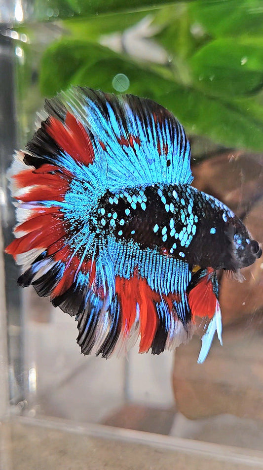 LUXURY HALFMOON DOUBLE TAIL ROSETAIL BLACK GALAXY AVATAR BLUE VAMPIRE PATTERN BETTA FISH
