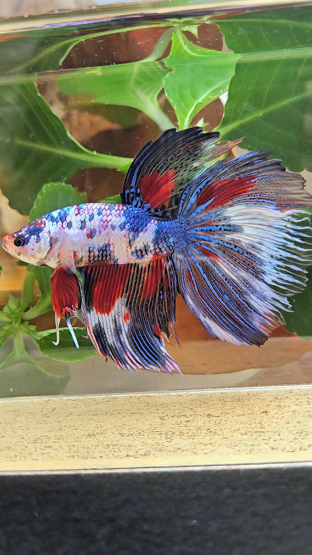 GIANT HALFMOON TOTAL 9CM+ FANCY MULTICOLOR BETTA FISH
