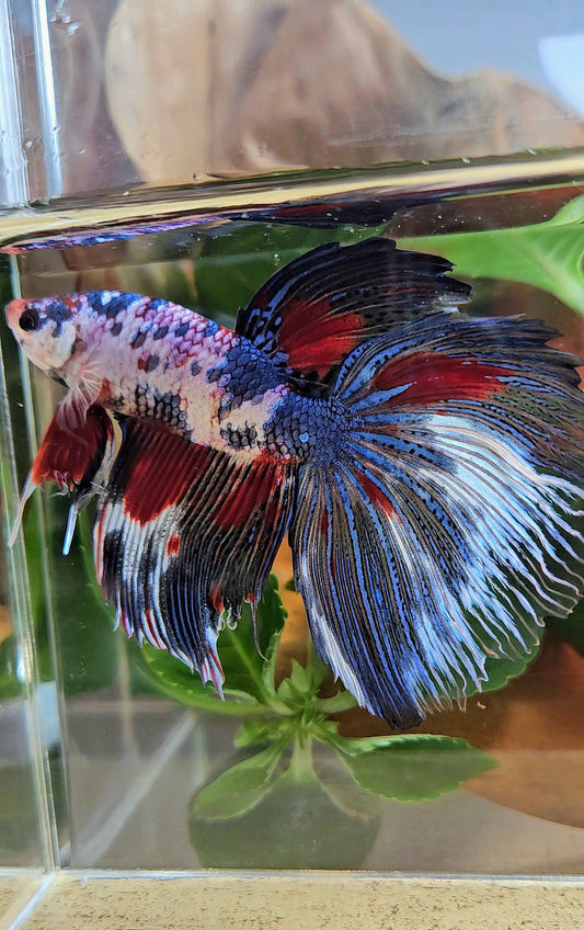 GIANT HALFMOON TOTAL 9CM+ FANCY MULTICOLOR BETTA FISH