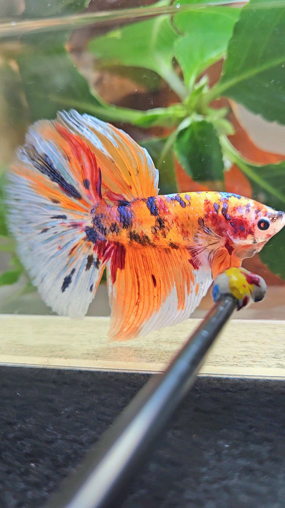 GIANT HALFMOON TOTAL 8CM+ ORANGE CANDY MULTICOLOR BETTA FISH