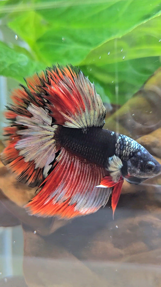 LUXURY HALFMOON ROSETAIL BLACK AVATAR COPPER GOLD RED PATTERN BETTA FISH