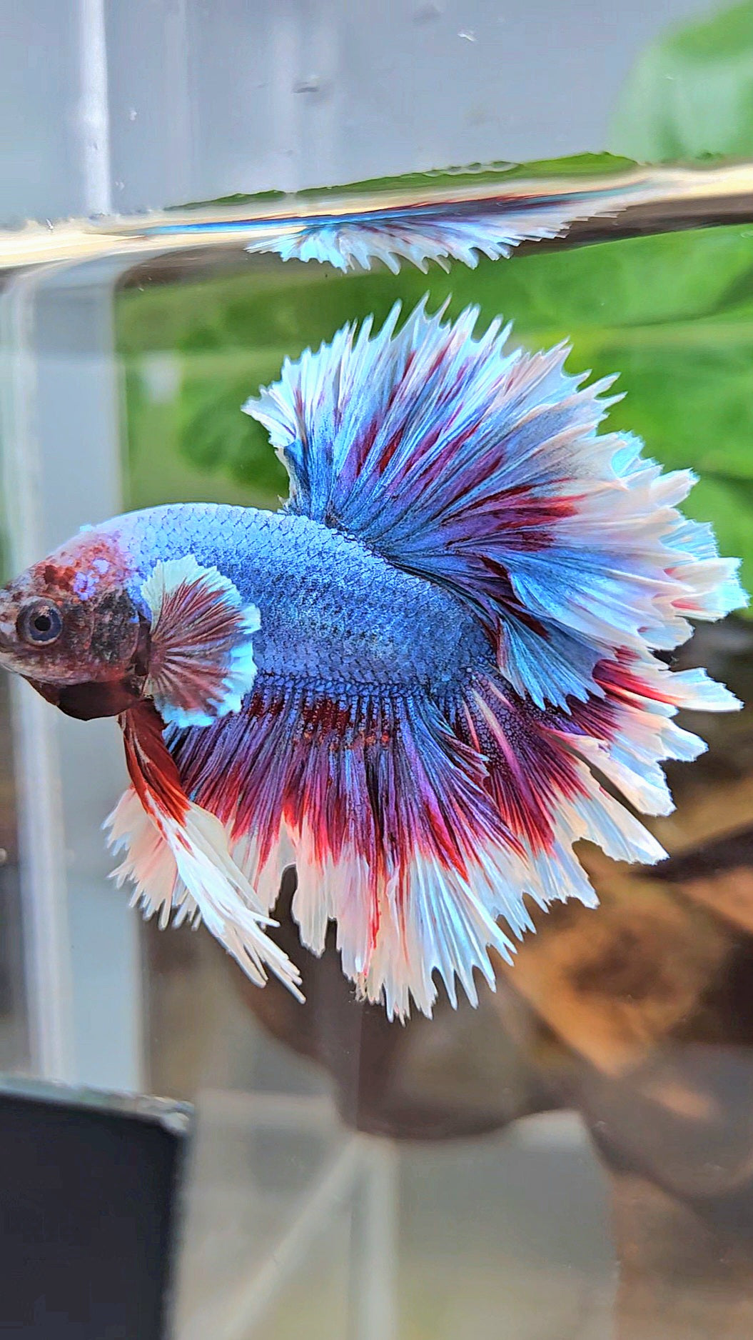 KING FEATHER TAIL HALFMOON PURPLE BLUE BUTTERFLY BETTA FISH