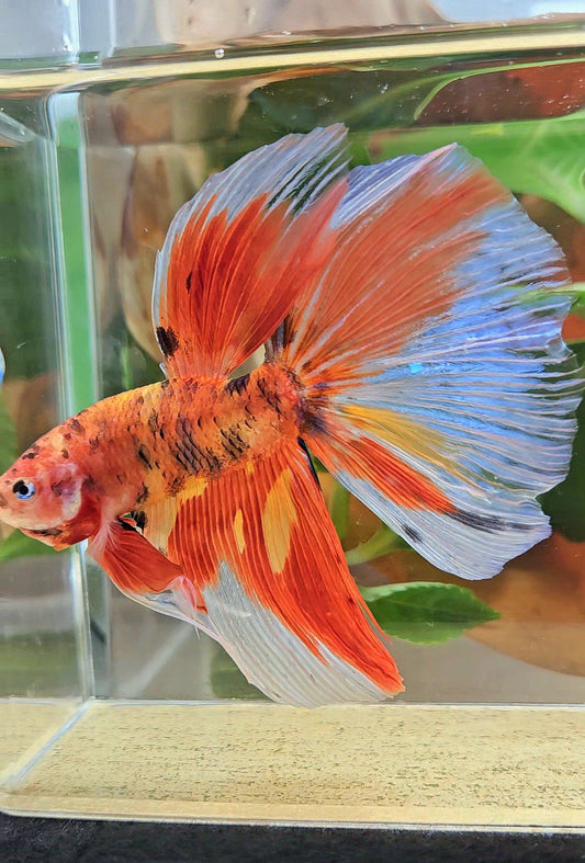 GIANT HALFMOON TOTAL 8CM+ ORANGE MULTICOLOR BETTA FISH