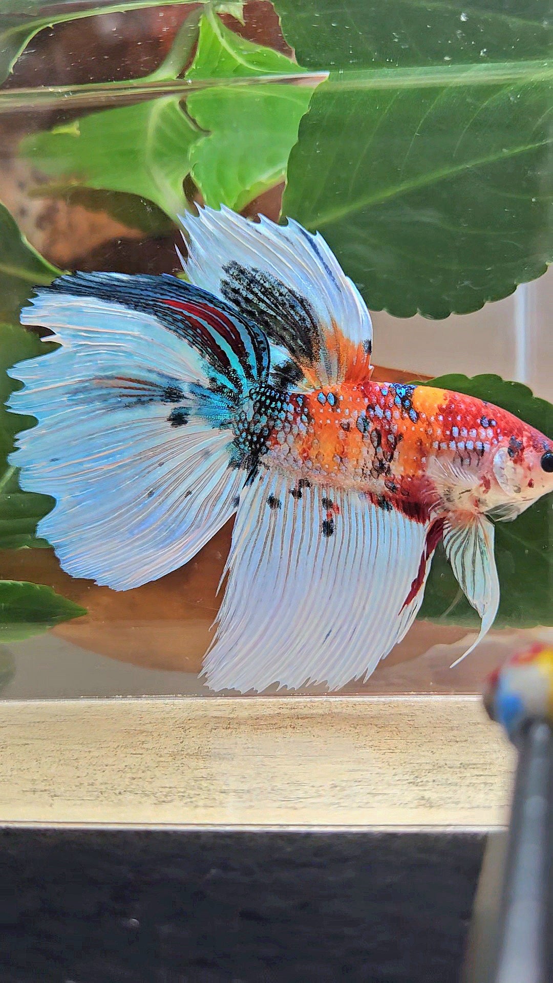 GIANT HALFMOON TOTAL 8,5CM ORANGE WHITE METALLIC SUPER MULTICOLOR BETTA FISH