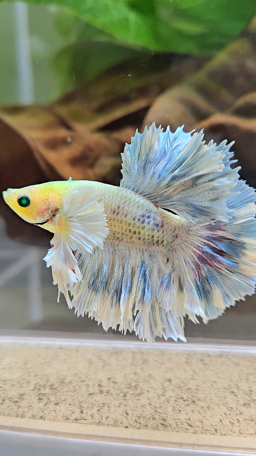 KING ROSETAIL HALFMOON NEON HULK WHITE GRIZZLE BETTA FISH