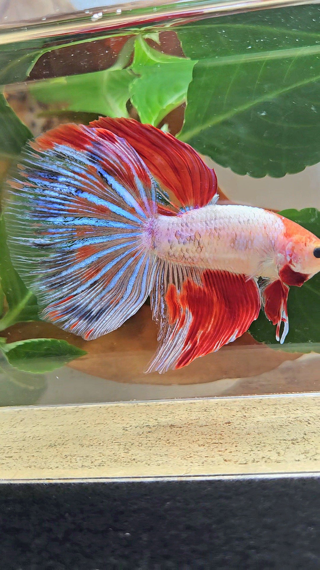 GIANT HALFMOON TOTAL 8CM+ AOC WHITE RED KOI PATTERN BETTA FISH