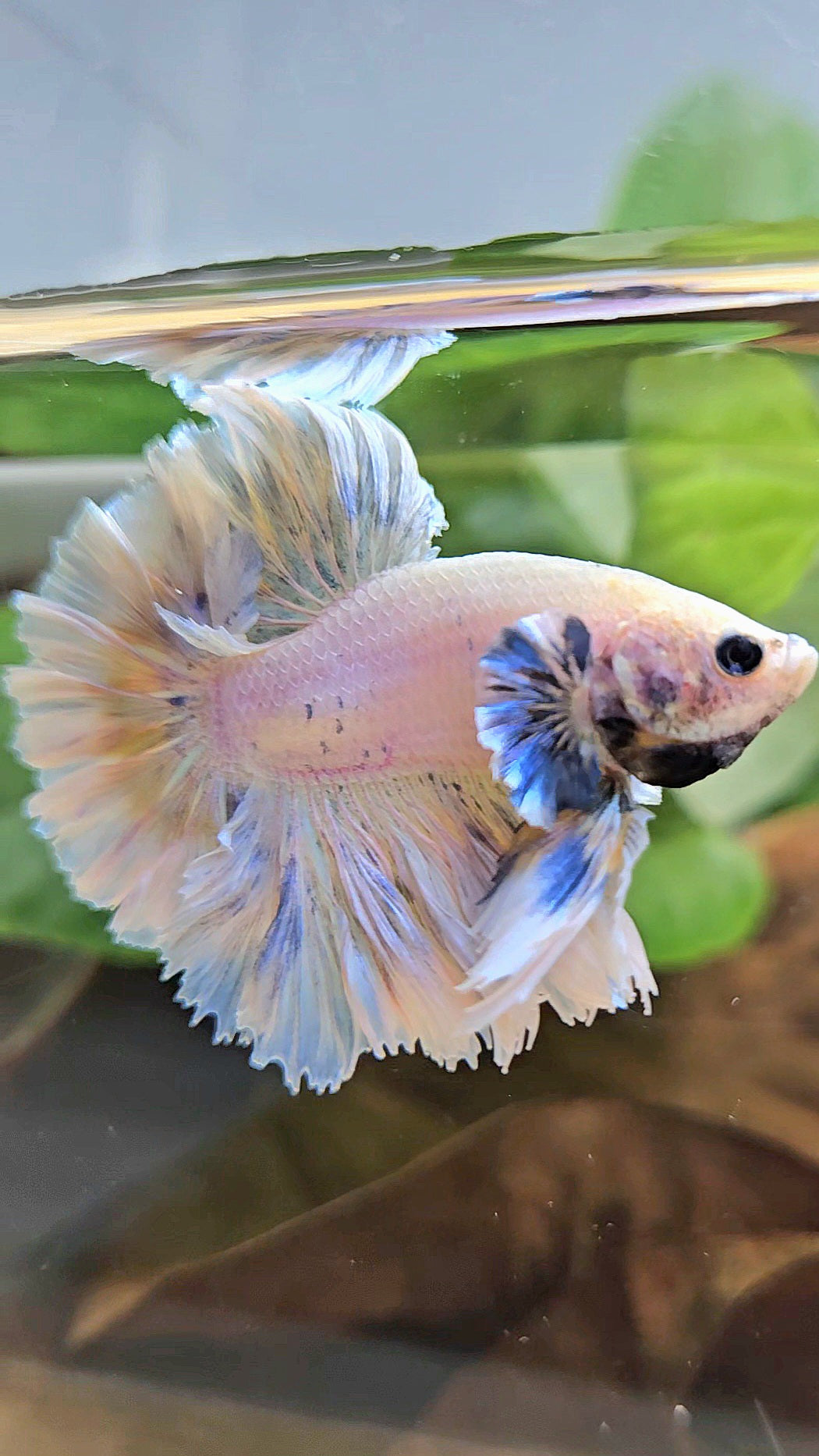 KING FEATHER TAIL HALFMOON BIG EAR WHITE YELLOW PEACH BETTA FISH