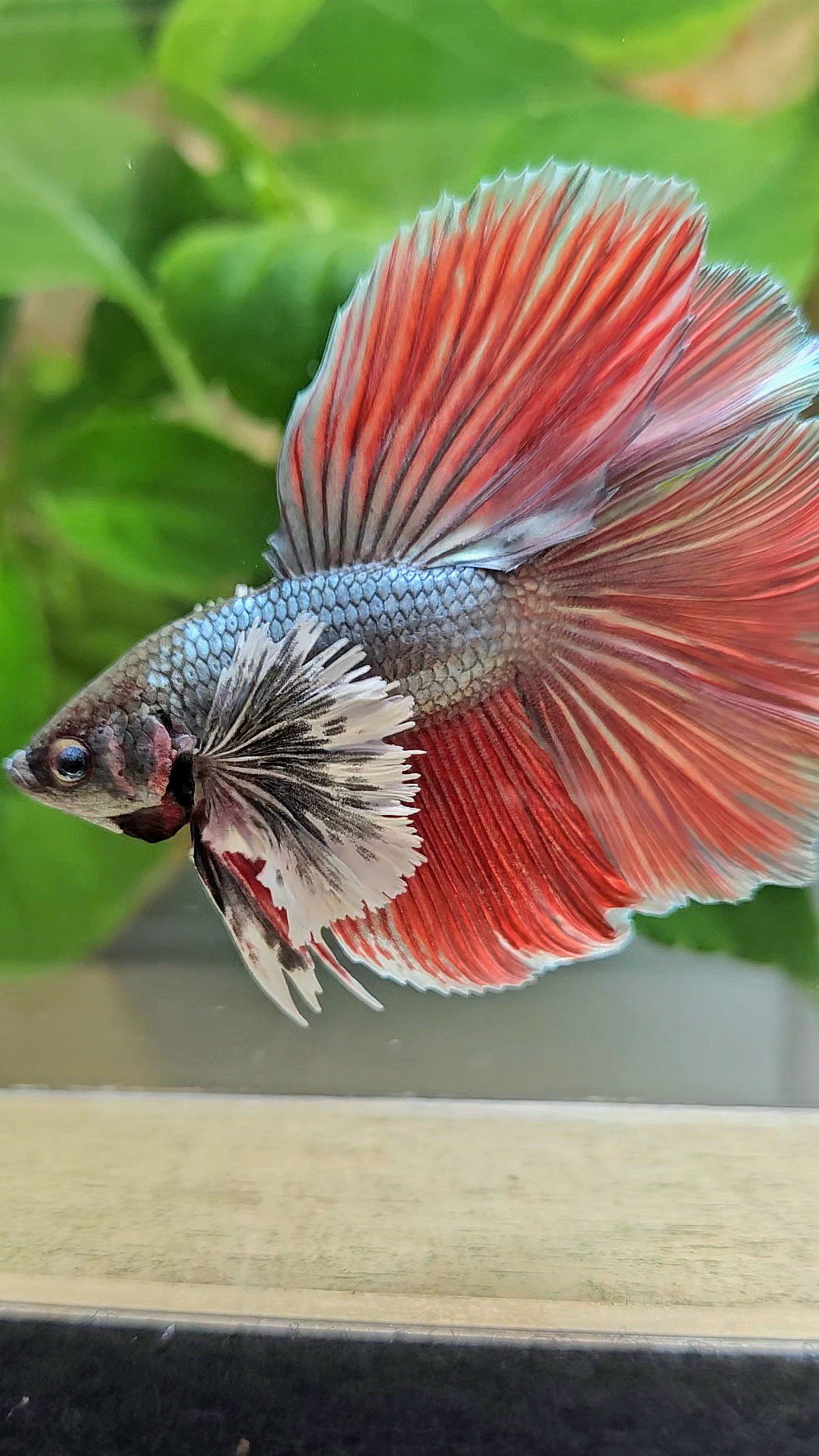 HALFMOON DOUBLE TAIL DUMBO EAR COPPER RED BETTA FISH