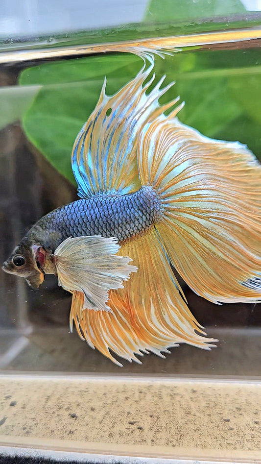 XL HALFMOON OVERTAIL SUPER DUMBO EAR BLUE YELLOW MUSTARD GAS BETTA FISH