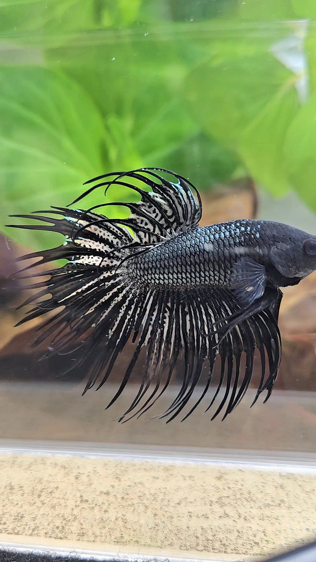 CROWNTAIL BLACK COPPER HYBRID WILD BETTA FISH